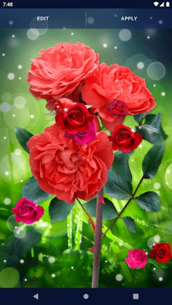 Red Rose Live Wallpaper Schermafbeelding 0