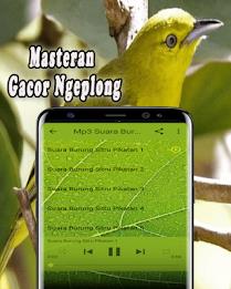 Suara Burung Sirtu Pikat MP3 Offline应用截图第2张