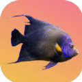 鱼鱼别跑 V1.0 安卓版