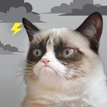 Grumpy Cat Weather