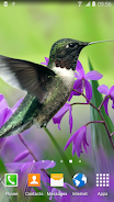 Hummingbirds Live Wallpaper 스크린샷 1