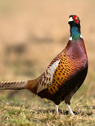 Pheasant sounds Schermafbeelding 0