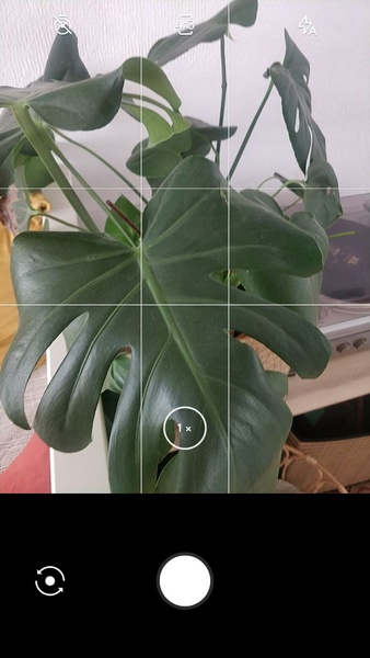 LeafSnap Plant Identification应用截图第0张