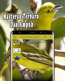 Suara Burung Sirtu Pikat MP3 Offline应用截图第1张