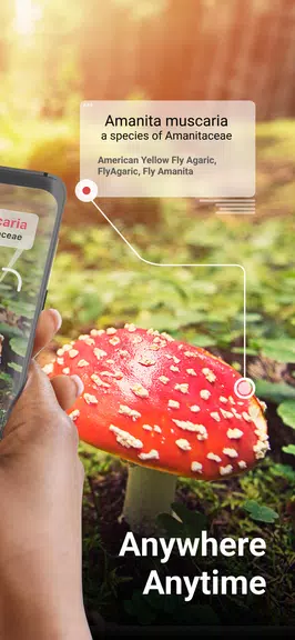 Picture Mushroom - Champignon Capture d'écran 1