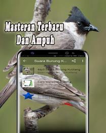 Suara Burung Kutilang Offline Schermafbeelding 1